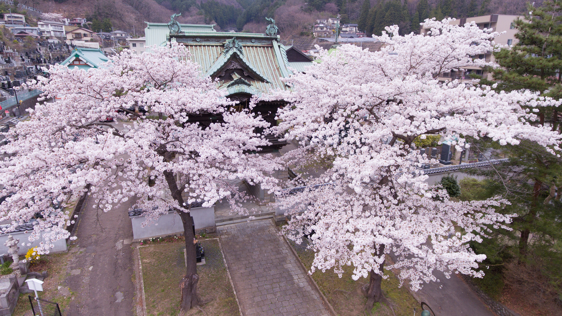 釜石の桜